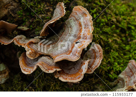 Trametes versicolor, also known as Polyporus versicolor, is a common polypore mushroom found throughout the world and also a well-known traditional medicinal mushroom growing on tree trunks Trametes versicolor, also known as Polyporus versicolor, is a common polypore mushroom found throughout the world and also a well-known traditional medicinal mushroom growing on tree trunks 115933177