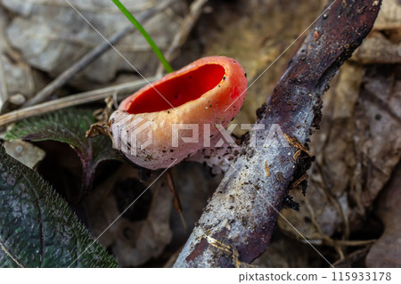 Spring edible red mushrooms Sarcoscypha grow in forest. close up. sarcoscypha austriaca or Sarcoscypha coccinea - mushrooms of early spring season, known as Scarlet elf cup. fresh fungus picking Spring edible red mushrooms Sarcoscypha grow in forest. close up. sarcoscypha austriaca or Sarcoscypha coccinea - mushrooms of early spring season, known as Scarlet elf cup. fresh fungus picking 115933178