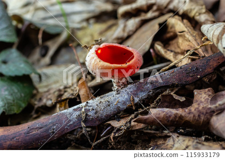Spring edible red mushrooms Sarcoscypha grow in forest. close up. sarcoscypha austriaca or Sarcoscypha coccinea - mushrooms of early spring season, known as Scarlet elf cup. fresh fungus picking 115933179
