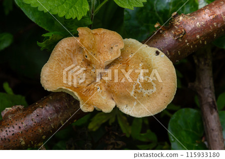 close up view of Turkey tail mushroom among the Polyporus alveolaris mushrooms found in the Bogor botanical gardens 115933180