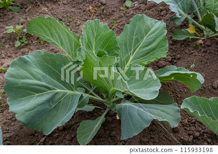 young cabbage sprout on the vegetable bed young cabbage sprout on the vegetable bed 115933198