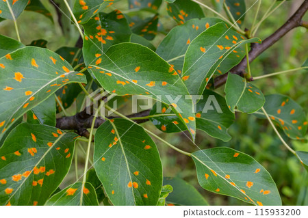 Pear leaves with pear rust infestation 115933200