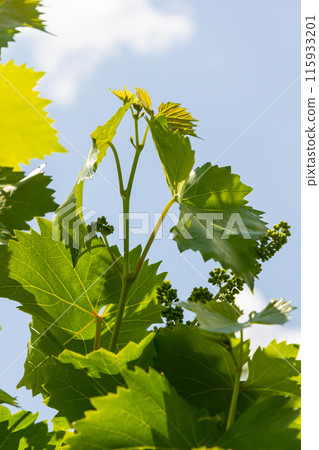 Young green tender leaves of grapes on a background of blue sky in spring Young green tender leaves of grapes on a background of blue sky in spring 115933201