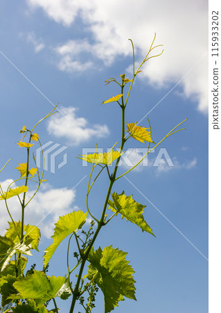 Young green tender leaves of grapes on a background of blue sky in spring Young green tender leaves of grapes on a background of blue sky in spring 115933202