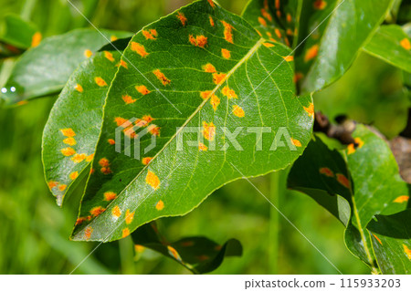Pear leaves with pear rust infestation Pear leaves with pear rust infestation 115933203