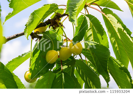 cherry tree branch with ripe large fruits 115933204