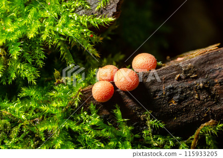 Orange red slime mold mushroom Lycogala epidendrum in the autumn forest Orange red slime mold mushroom Lycogala epidendrum in the autumn forest 115933205
