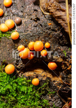 Orange red slime mold mushroom Lycogala epidendrum in the autumn forest 115933207