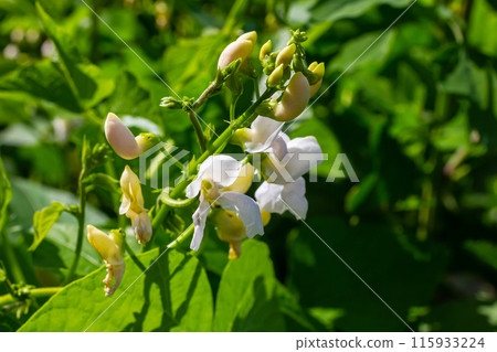 Beautiful flowers of Runner Bean Plant Phaseolus coccineus growing in the garden Beautiful flowers of Runner Bean Plant Phaseolus coccineus growing in the garden 115933224