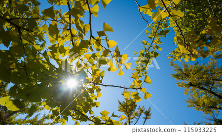Autumn ginkgo leaves 115933225