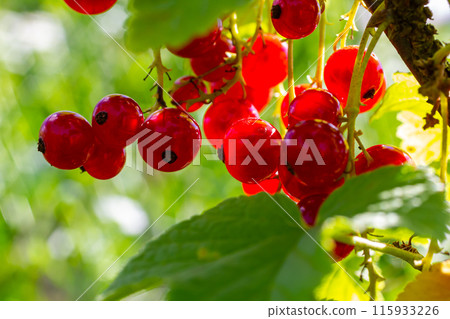 Red currant berries grow in sunny garden. Red currants plantation in summer field. Red currant berries in sunny garden Red currant berries grow in sunny garden. Red currants plantation in summer field. Red currant berries in sunny garden 115933226