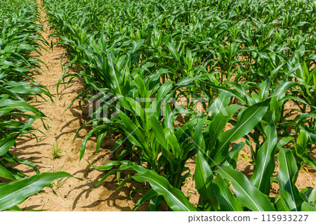 Young corn plants growing on the field on a sunny day. Selective focus 115933227