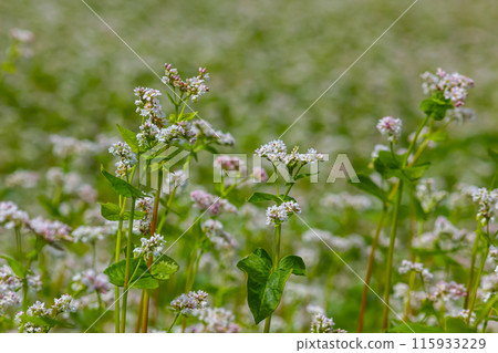 buckwheat flower on the field 115933229