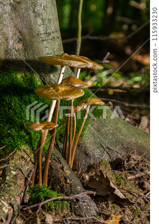 Edible mushroom Hymenopellis radicata or Xerula radicata on a mountain meadow. Known as deep root mushroom or rooting shank. Wild mushroom growing in the grass 115933230