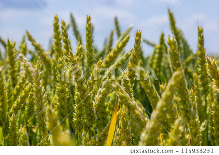 Wheat meadow. Ripe Gold Barley field in summer. Nature organic Yellow rye plant Growing to harvest. World global food with sunset in farm land autumn scene background. Happy Agricultural countryside 115933231