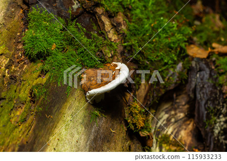 brown bear bread mushroom with white borders and green moss in the forest - Ganoderma applanatum 115933233