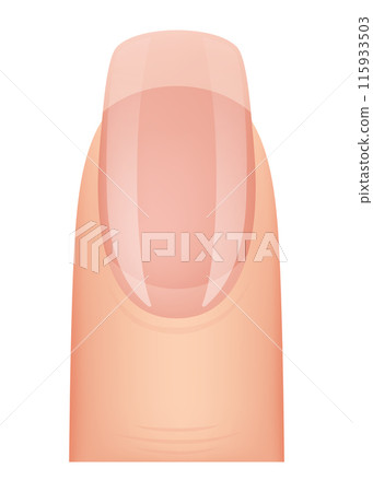 Nail shape manicure. Type of fingernail extension. Professional manicure template. Salon fashion type trend. Vector cartoon nail art on white background Nail shape manicure. Type of fingernail extension. Professional manicure template. Salon fashion type trend. Vector cartoon nail art on white background 115933503