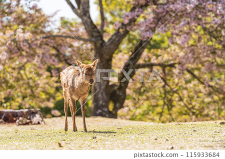 【春天】奈良公園的鹿【櫻花】 115933684