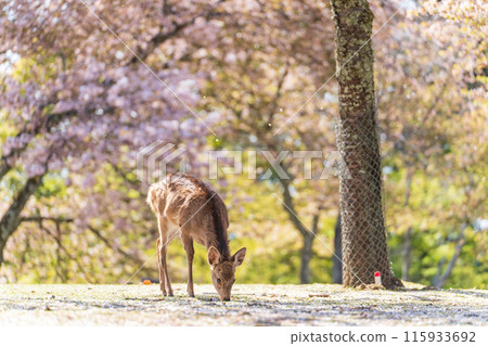 【春天】奈良公園的鹿【櫻花】 【春天】奈良公園的鹿【櫻花】 115933692