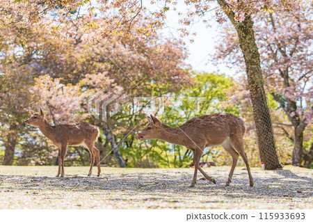 [Spring] Deer in Nara Park [Cherry Blossoms] 115933693