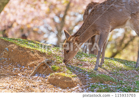 【春天】奈良公園的鹿【櫻花】 【春天】奈良公園的鹿【櫻花】 115933703