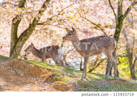 【春天】奈良公園的鹿【櫻花】 【春天】奈良公園的鹿【櫻花】 115933719