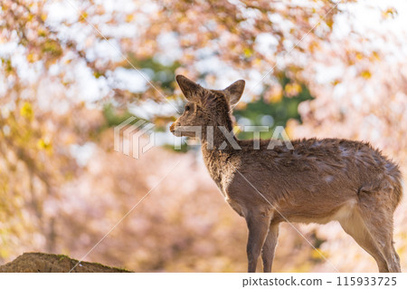 【春天】奈良公園的鹿【櫻花】 【春天】奈良公園的鹿【櫻花】 115933725