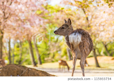 【春天】奈良公園的鹿【櫻花】 【春天】奈良公園的鹿【櫻花】 115933734