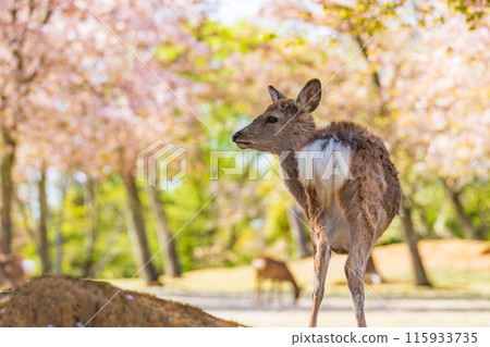 [Spring] Deer in Nara Park [Cherry Blossoms] 115933735