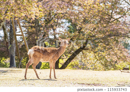 [Spring] Deer in Nara Park [Cherry Blossoms] 115933743