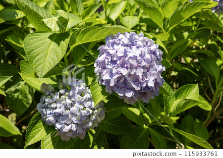 藍紫色繡球花 藍紫色繡球花 115933761