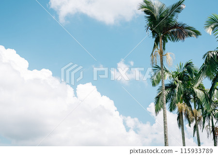 Palm trees at Taman Putra Perdana park in Putrajaya, Malaysia Palm trees at Taman Putra Perdana park in Putrajaya, Malaysia 115933789