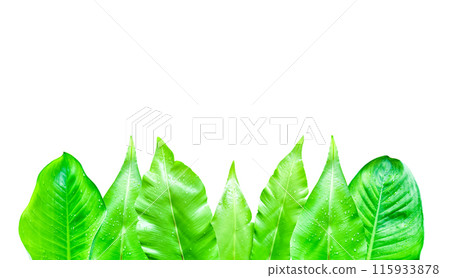 A cut-out of leaves on a white background with clipping paths. 115933878