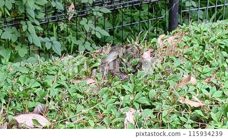A snake staring at you in the grass 115934239