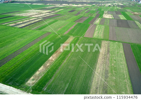 Green agricultural field with growing crops in summer season. Farming and agriculture industry 115934476