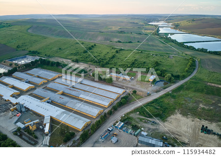 Aerial view of cattle farm buildings between green farmlands Aerial view of cattle farm buildings between green farmlands 115934482
