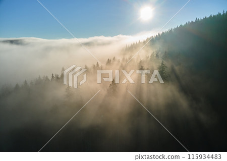 Aerial view of amazing scenery with foggy dark mountain forest pine trees at autumn sunrise. Beautiful wild woodland with shining rays of light at dawn 115934483