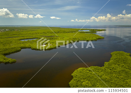 Overhead view of Everglades swamp with green vegetation between water inlets. Natural habitat of many tropical species in Florida wetlands Overhead view of Everglades swamp with green vegetation between water inlets. Natural habitat of many tropical species in Florida wetlands 115934501