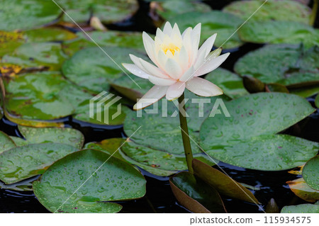 睡蓮在雨天 115934575