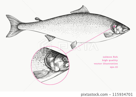 Vintage Style Salmon Illustration. Vector Hand Drawn Fish. High Quality Old Fashion Image 115934701