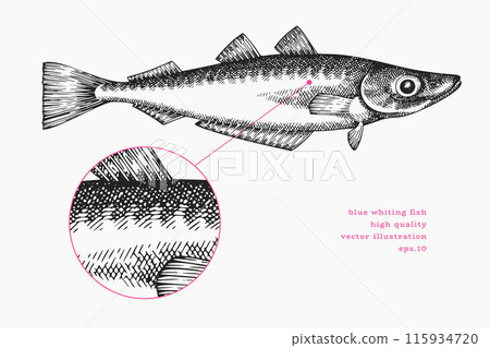 Vintage Style Blue Whiting Illustration. Vector Hand Drawn Fish. High Quality Old Fashion Image Vintage Style Blue Whiting Illustration. Vector Hand Drawn Fish. High Quality Old Fashion Image 115934720