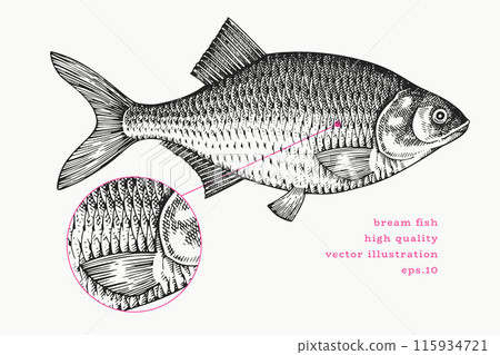 Vintage Style Bream Illustration. Vector Hand Drawn Fish. High Quality Old Fashion Image 115934721