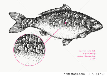 Vintage Style Carp Illustration. Vector Hand Drawn Fish. High Quality Old Fashion Image 115934730