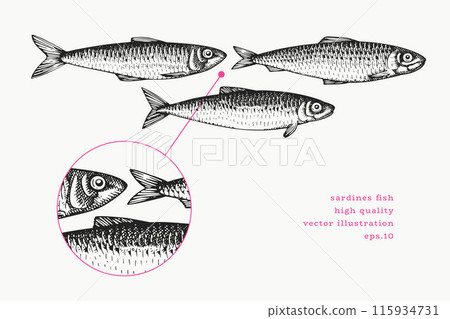 Vintage Style Sardines Illustration. Vector Hand Drawn Fish. High Quality Old Fashion Image 115934731