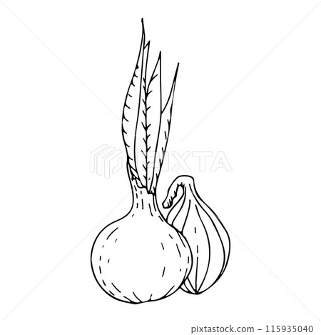 Onion sketch. Hand drawn Onion outline illustration. Onion sketch. Hand drawn Onion outline illustration. 115935040