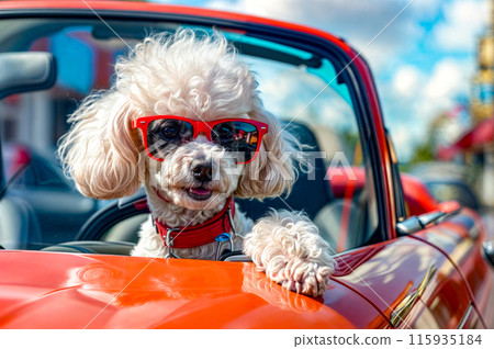 White dog wearing red sunglasses sitting in red car with its front window open. 115935184