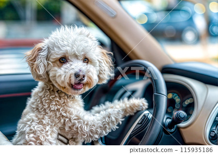 Small white dog sitting in the drivers seat of car with it's paws on the steering wheel. 115935186