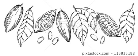 set of illustrations of cocoa beans, fruits and leaves. line drawing, sketch 115935198