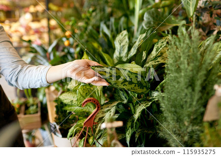 Beautiful shiny green leaves of the gardening store 115935275