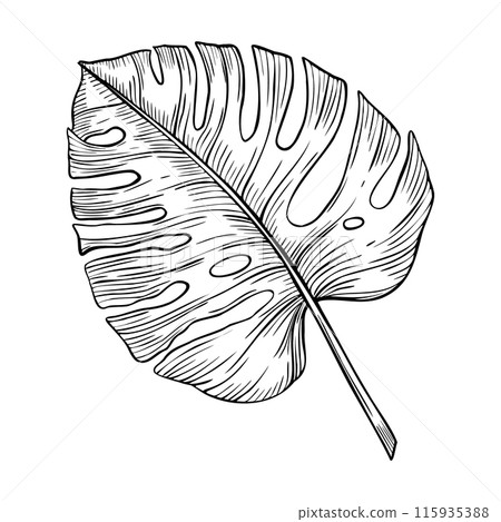 Monstera Palm Leaf vector linear illustration. Hand drawn exotic tropical Plant on isolated background. Botanical outline drawing for greeting cards or wedding invitations. Etching for icon or logo. 115935388